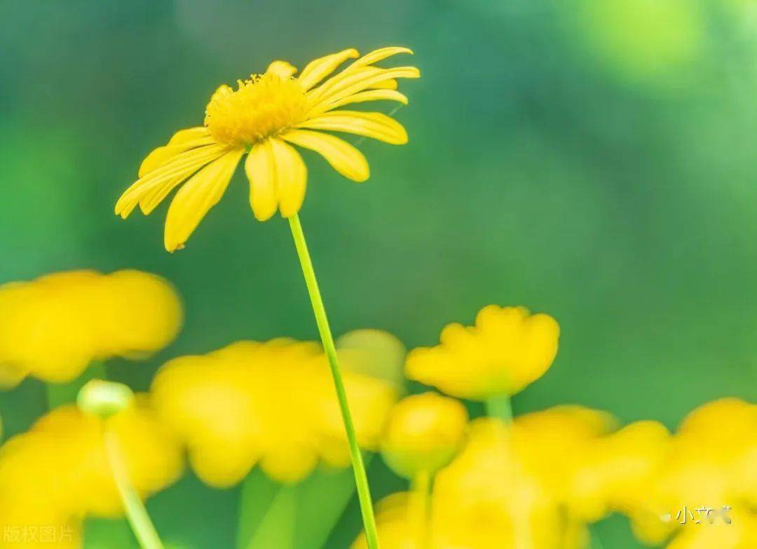 横向背景碎花图小学生_横向背景图片简约清新_小碎花背景图横向