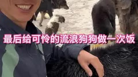 收养流浪狗的好人-感人故事：用行动为流浪狗带来希望和温暖的人们