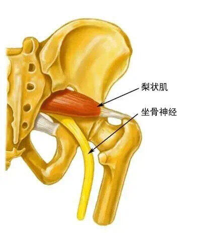 坐骨神经在哪个位置示意图_坐骨神经在哪个位置示意图_坐骨神经在哪个位置示意图