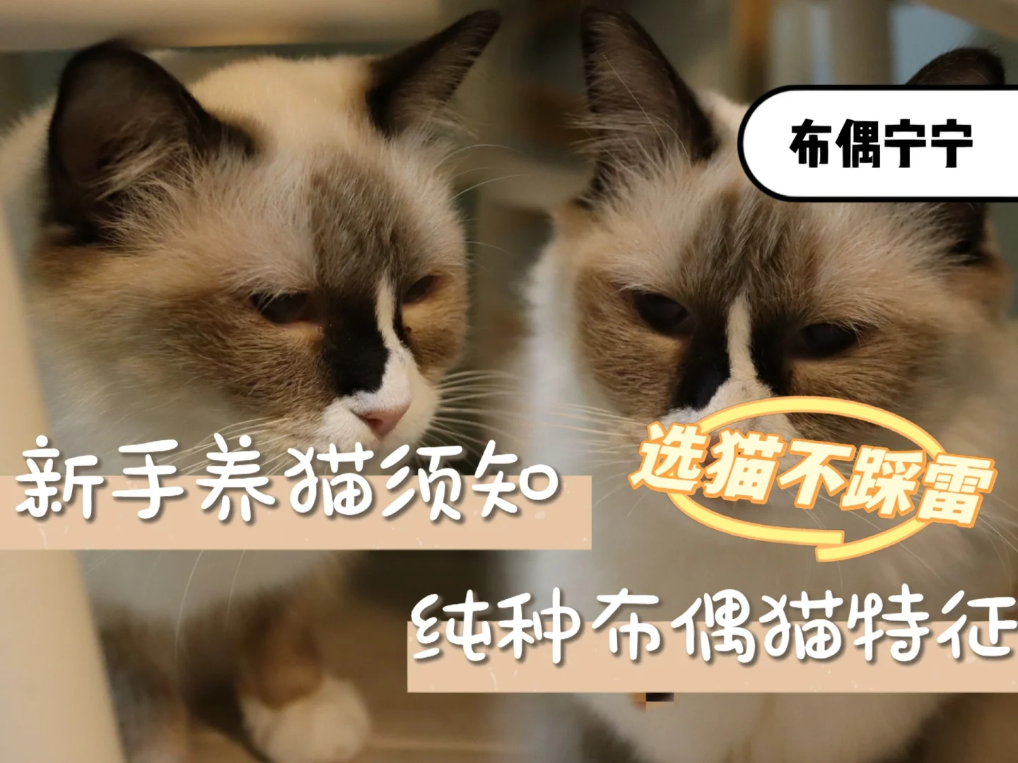 初学者养猫注意事项-新手养猫指南：选猫、吃喝拉撒都要注意
