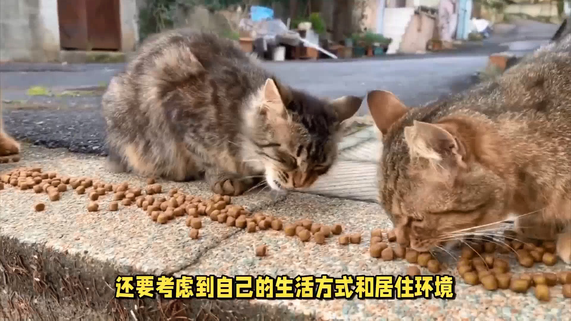 初学者养猫注意事项_养猫的注意事项视频_新手养猫咪的注意事项