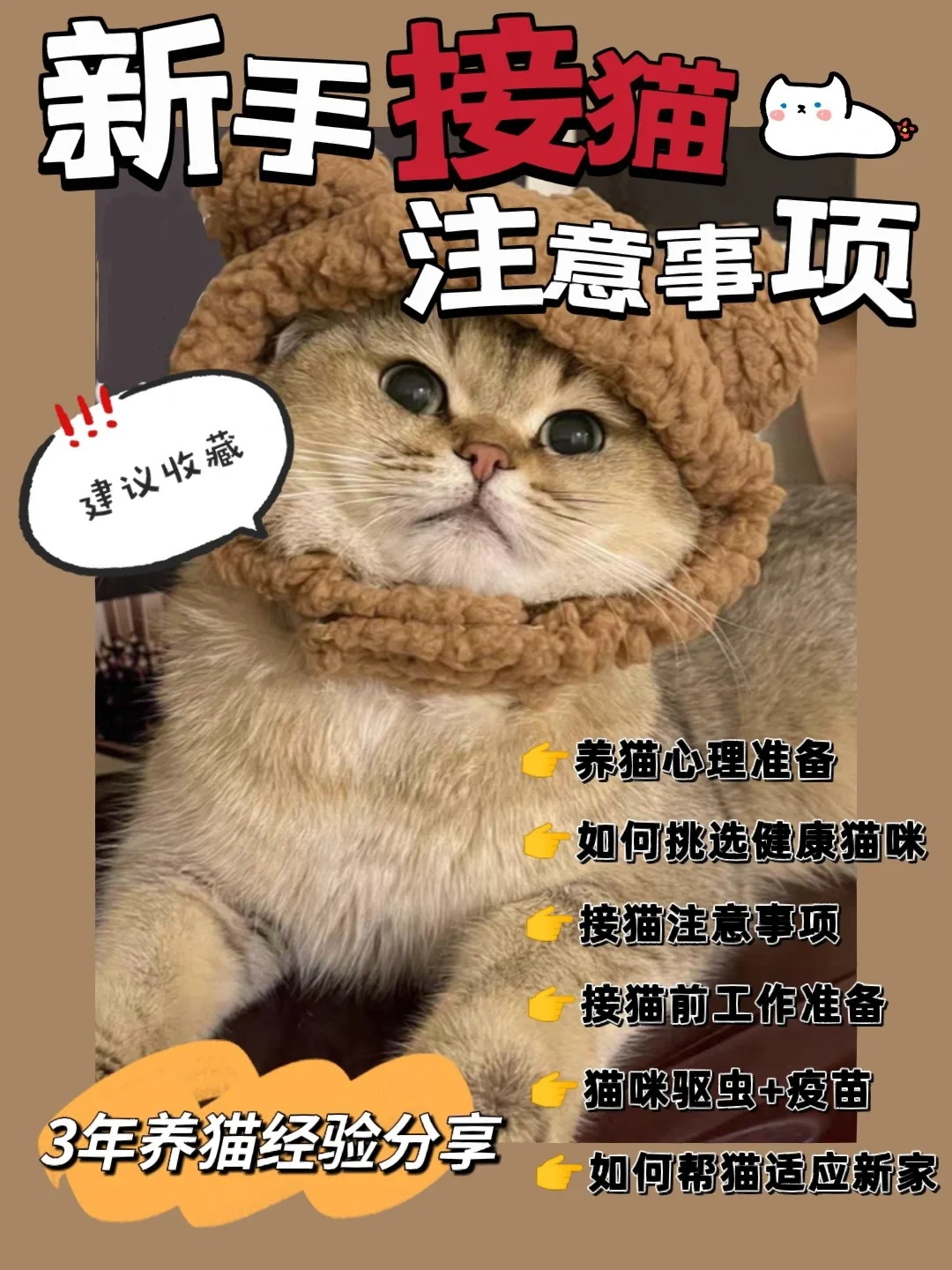养猫的注意事项视频_初学者养猫注意事项_新手养猫咪的注意事项