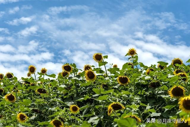 霸王丸 老年_霸王丸价格_霸王丸的丸什么意思