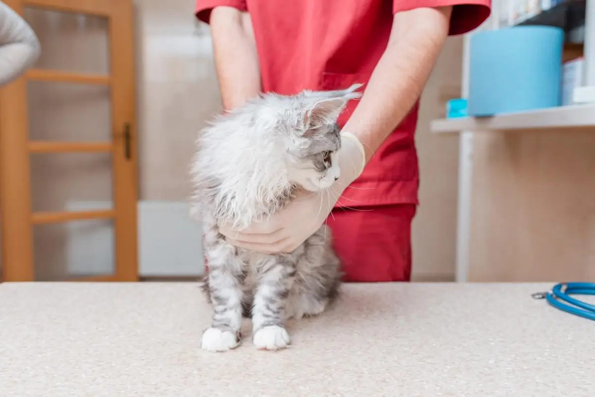 舔咬猫咪主人手之后有事吗_猫舔咬人的手是什么意思_猫咪舔主人的手之后咬