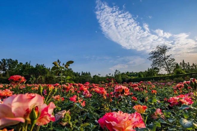 庄园玫瑰花图片_玫瑰庄园图片_庄园玫瑰图片高清