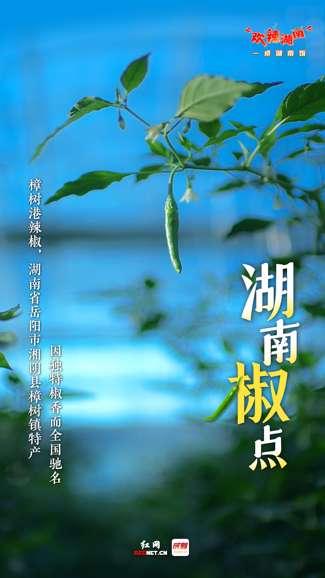 铃铛辣椒可以吃吗-铃铛辣椒：辣劲十足的小炸弹，独特香味让人又爱又恨
