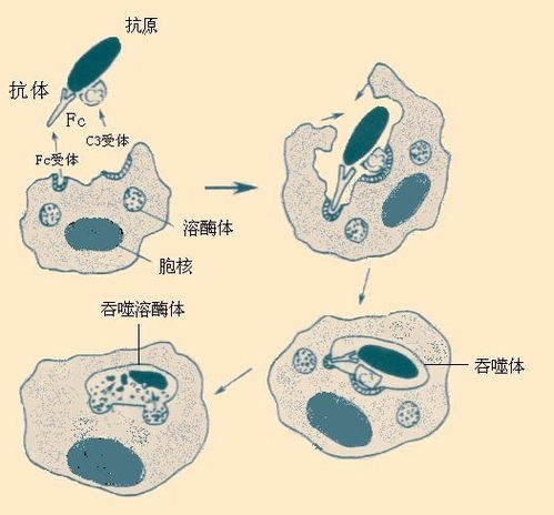 细胞吞噬,免疫系统的重要防线