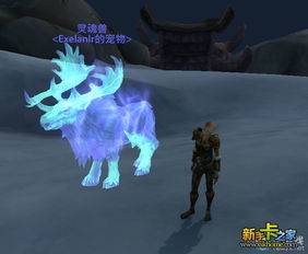 ctm灵魂兽,探索魔兽世界中的神秘生物