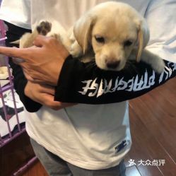 北京宠物网,北京宠物市场蓬勃发展，线上线下服务全面升级