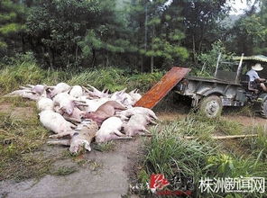 171头猪遭雷击