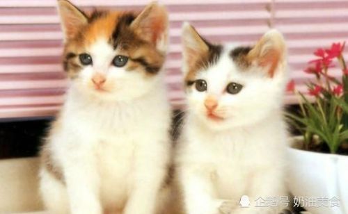 猫咪奶油游戏下载安卓,萌宠养成新体验