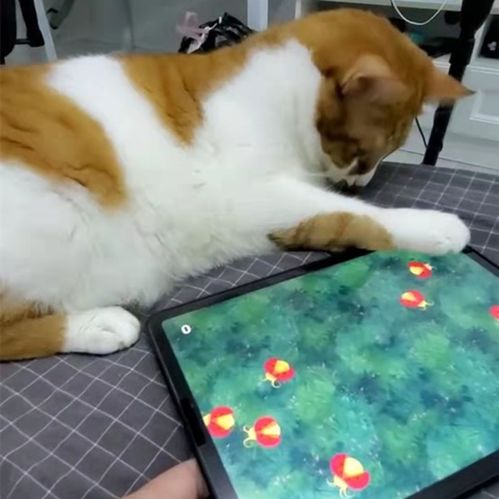 猫咪app安卓游戏推荐,盘点安卓平台猫咪主题游戏推荐
